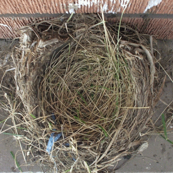 nest,robin,animals,bird,egg,eggs,curious,robins nest,phoebe buffay quotes