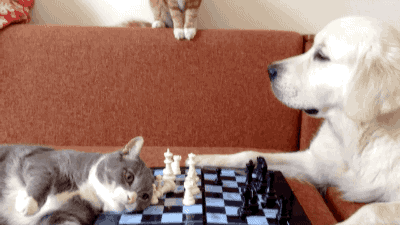 chess,cat,dog