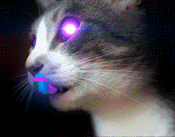 cat,psychedelic,kitty