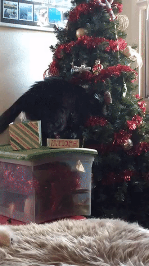 tree,cat,christmas,helps