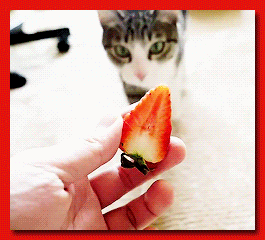 strawberry,licking,cat,eating