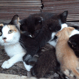 cute animal,lolcat,cat,animal,kitty,kitten
