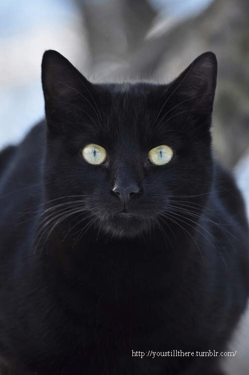 cat,black cat,pal