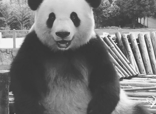 love,animals,black and white,smile,sweet,panda,zoo