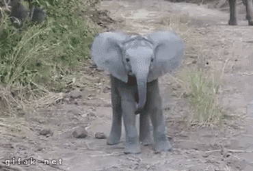 elephant,baby,scared