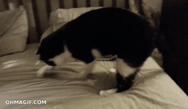 funny,cat,animals,running,bed,cycling,cycle,invisible,scratching bed sheet,digging motion