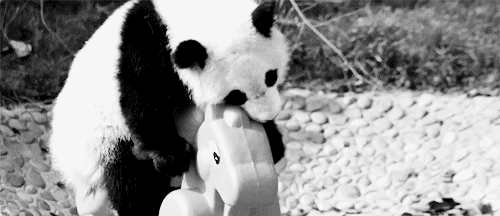 Влюбленные панды. Панда гифки. Панда на дереве гиф. Милые гиф.