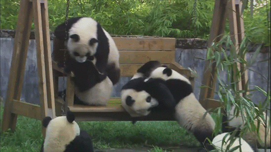 Большая Панда гиф. Панда гифки смешные. Забавные панды. Неуклюжая Панда.