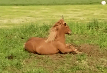 metal,horse,heavy