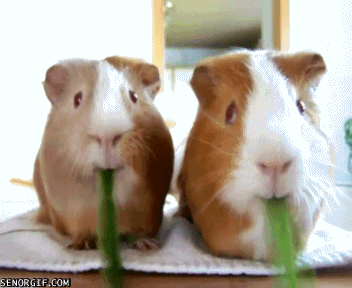 eating,chewing,guinea pig