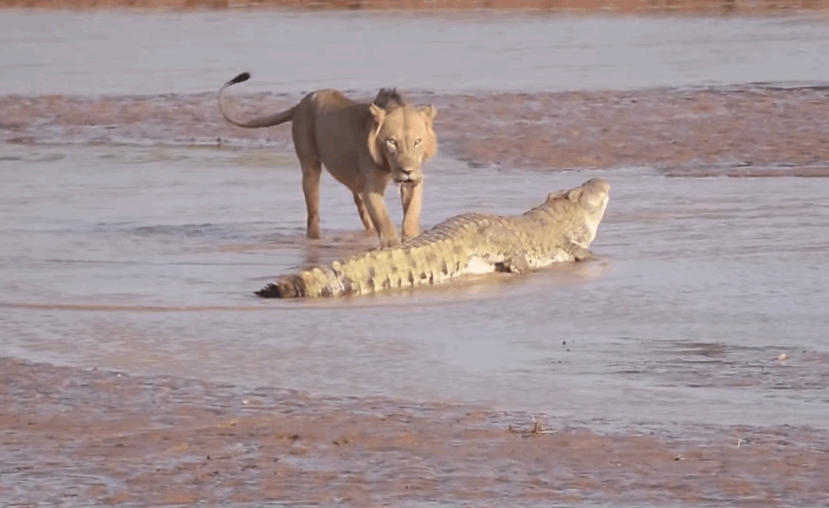 Тигр лев крокодил. Нильский крокодил против Льва. Гребнистый крокодил против тигра. Гребнистый крокодил против бегемота.