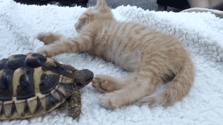 cat,animals,tortoise