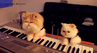 humorous,cat,reaction,animals,playing,piano,for fun