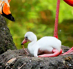 flamingo,animals,baby,fly,duck,nest