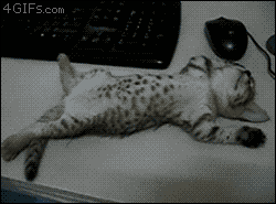stretching,cute,animals,kitten,sleeping,table,nap,working from home