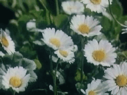landscape,flower,flowers,green,floral,daisy,nature,daises,vintage,white,analog,daisies