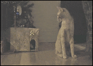 dog,cats,humour,kittens,funny s,roll over,lol s,dog s,cat s,moving s,s