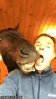 kissing,horses,affection,animal