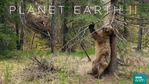 grizzly bear,itch,scratch,funny,cute,nature,bbc,mountains,planet earth 2