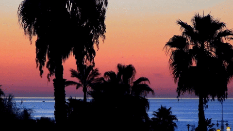 cinemagraph,palm,sunrise,trees