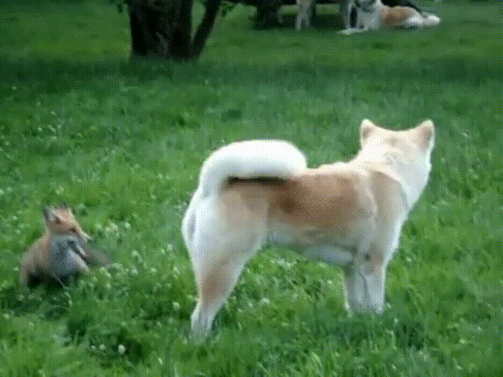 Over dogs. Ленивая собака гиф. Лиса собака gif. Quick Brown Fox Jumps over the Lazy Dog gif. Лиса с собакой гиф.