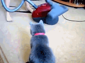 vacuum,cat,massage