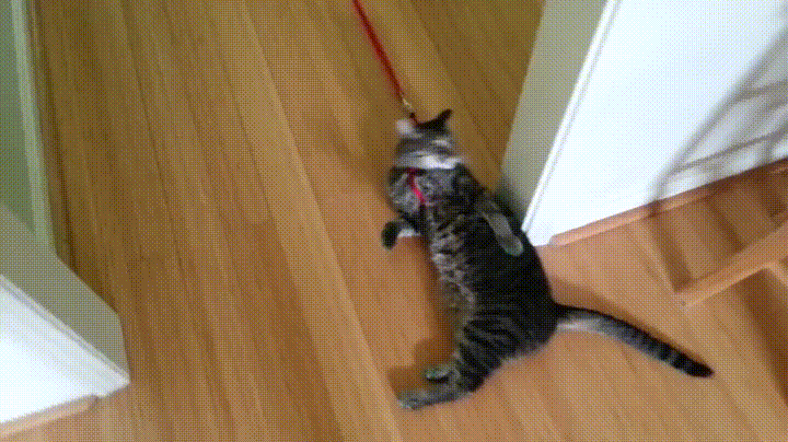 cat,work,legs,stairs