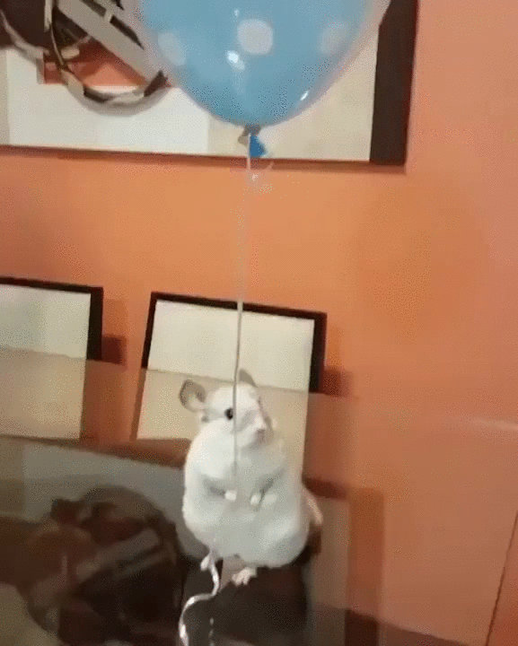 party,chinchilla,balloon