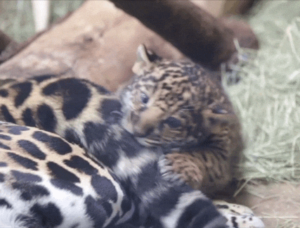 jaguar,hunting,funny,cute,lol,baby,cats,face,slap,tail,cub,san diego zoo