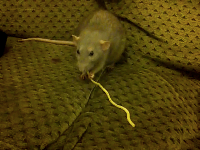 Мышь перегрызла кабель. Мышь перегрызла проводку.