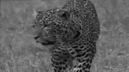 Gif hunts. Дымчатый леопард. Дымчатый леопард черно-белое фото. Дымчатый леопард красивые фото гифы. Black and White Cobra Hunt.