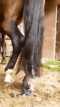 Animated GIF: cat horse tail.