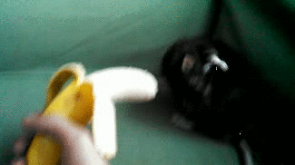 banana,rat