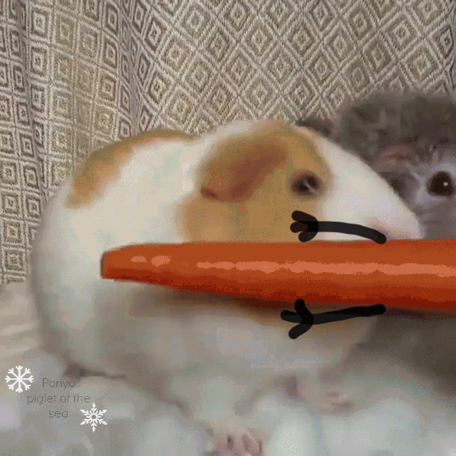 Кролик ест морковку. Морская Свинка с морковкой. Морская Свинка ест морковь. Хомяк ест морковь. Ем морковь на ночь