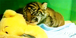 stuffed animal,animals,tiger,cub