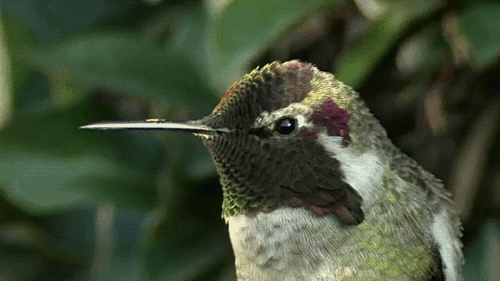 hummingbird,loop