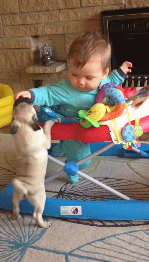 baby,pug,playing,humansource