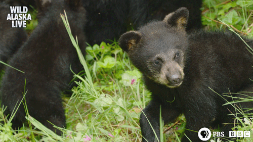 bear,bears,cute,animals,bbc,bbc one,wildlife,alaska,beaver,grizzly bear,alaska live,black bear,brown bear
