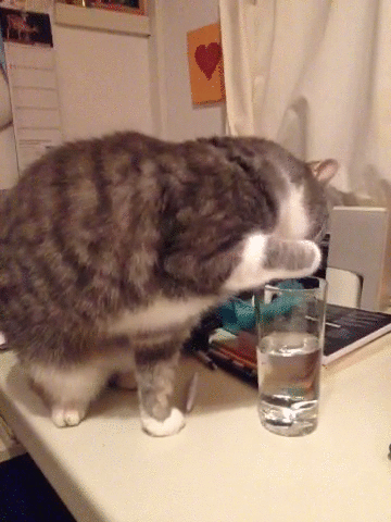 cat,drinking,glass