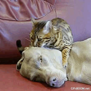 dog,animals,massage,cat