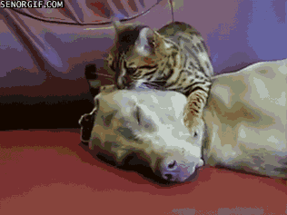 cat,dog,massage