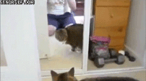 cat,weird,mirrors