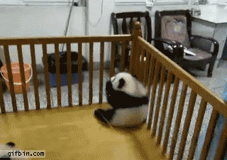 escape,panda