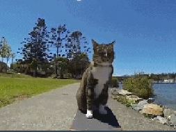 sidewalk,skateboard,cat,dog,jumping,over