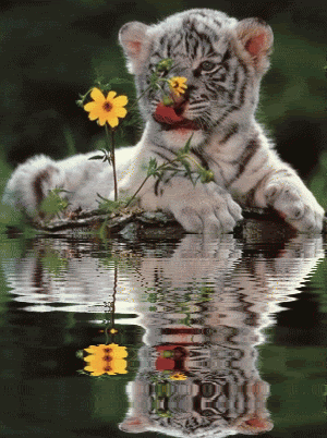tiger,flower,animals,reflection,cub,paper rad