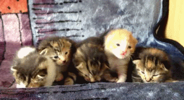 kittens,sleepy,tiny