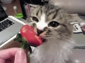 strawberry,cat