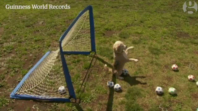 paws,breaking,dog,balls,record