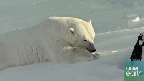 polar bear,sleep,animals,tired,lazy,nap,bbc earth