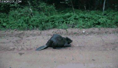 beaver,animals,fuck,walking,road